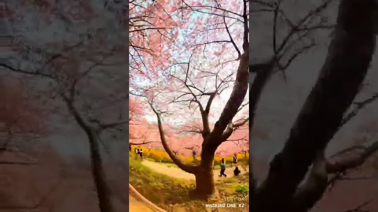 Cherry blossom season begins