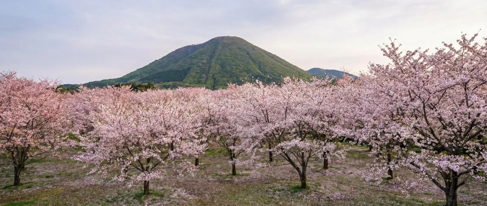 Hundreds of cherry trees in full bloom against the backdrop of the lush green Mount Omuro.