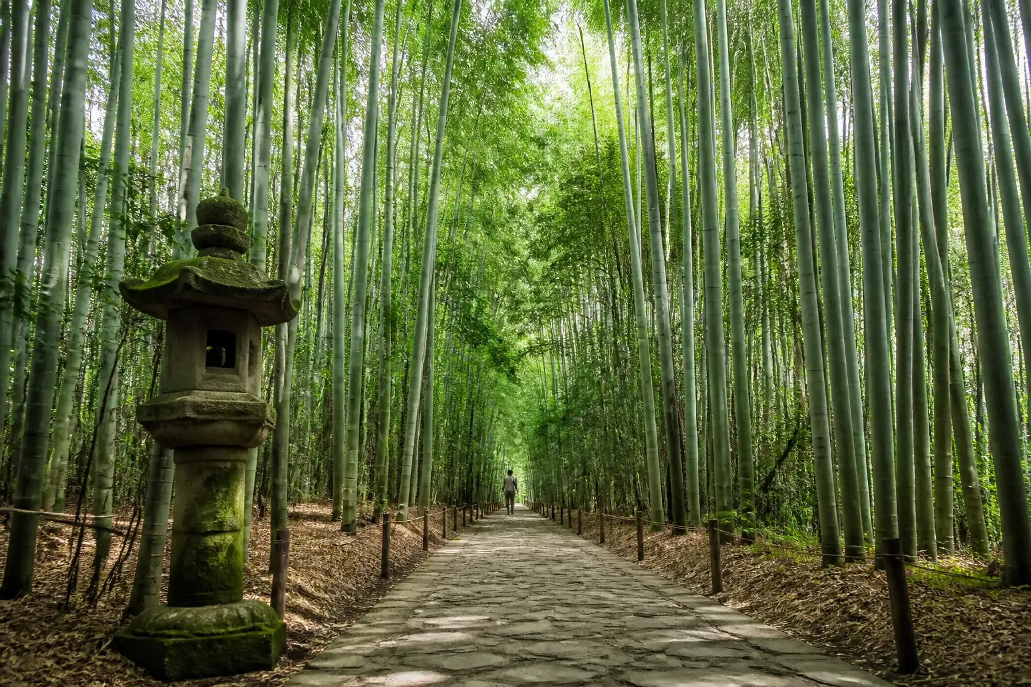 Tall dense bamboo grove with filtered green light and stone lanterns at Hokoku-ji temple, Kamakura