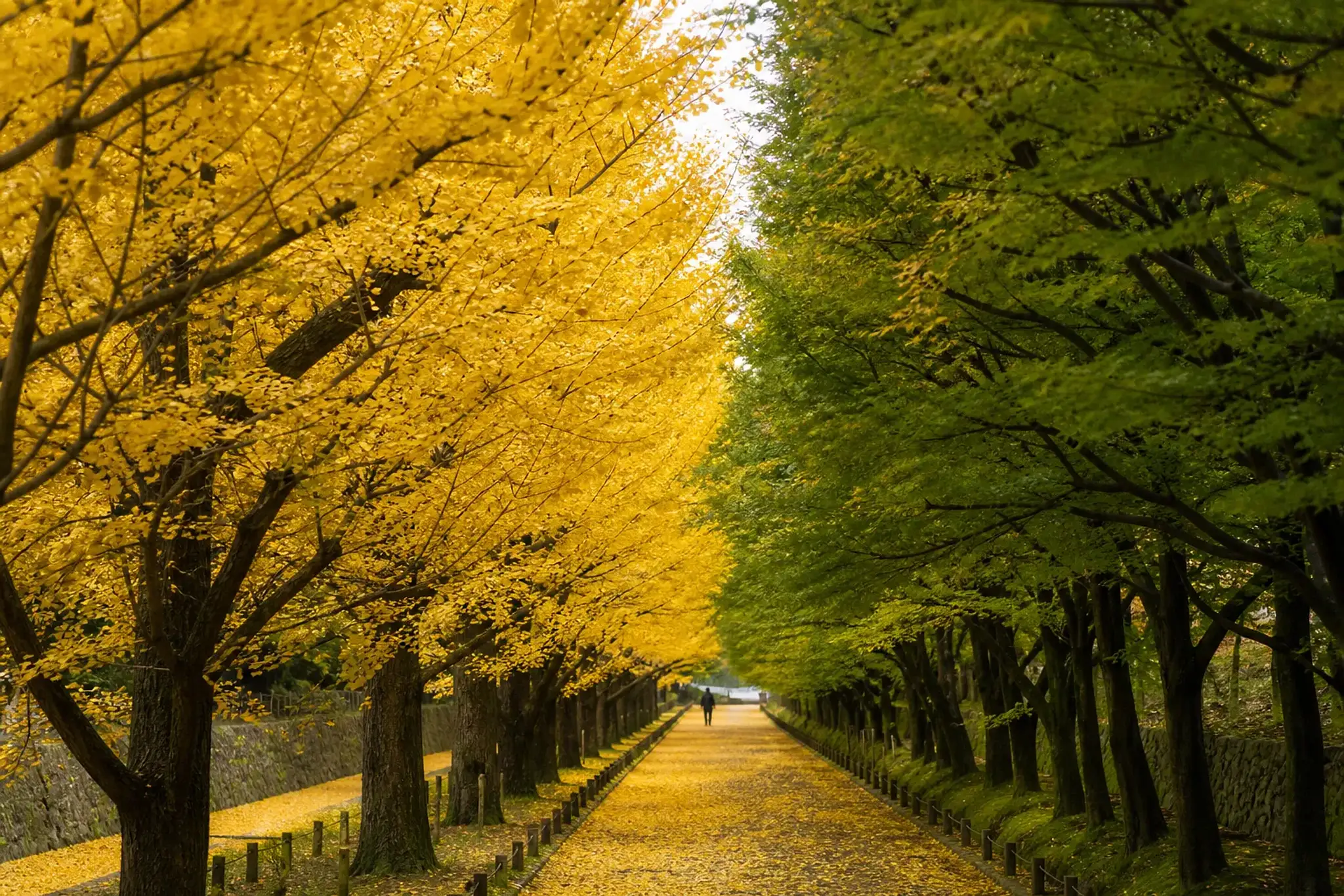 a golden ginkgo avenue in full yellow leaf beside a row of still-green maple trees, showing the two colour waves side by side