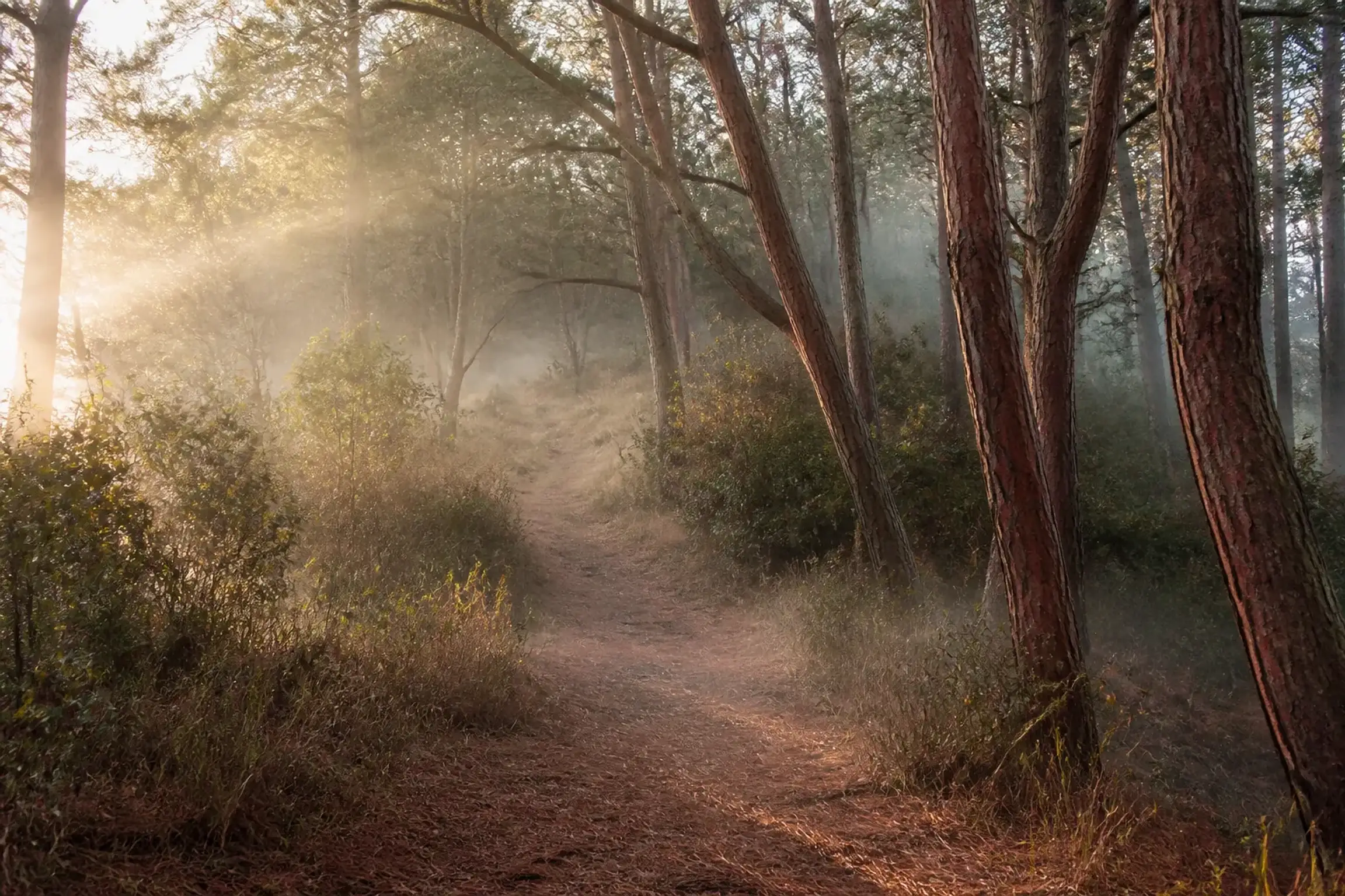 A misty red-pine hillside in autumn with a narrow path, the kind of ground where matsutake grows