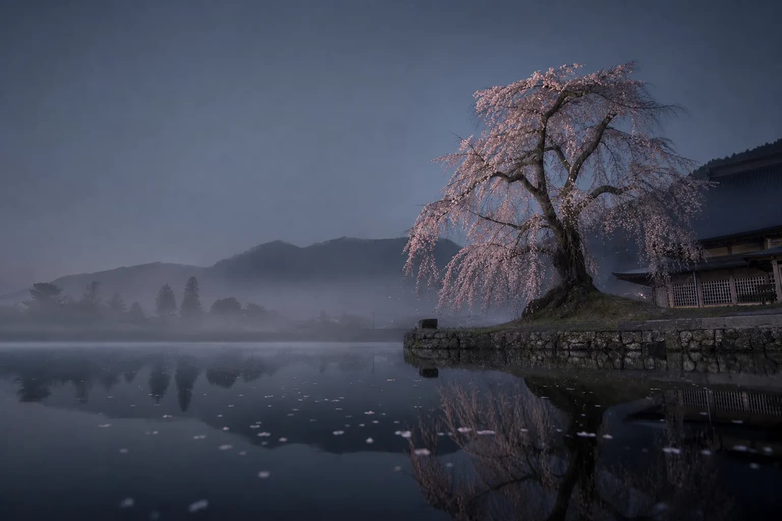 When to See Sakura: 2026 Cherry Blossom Forecast & Luxury Guide