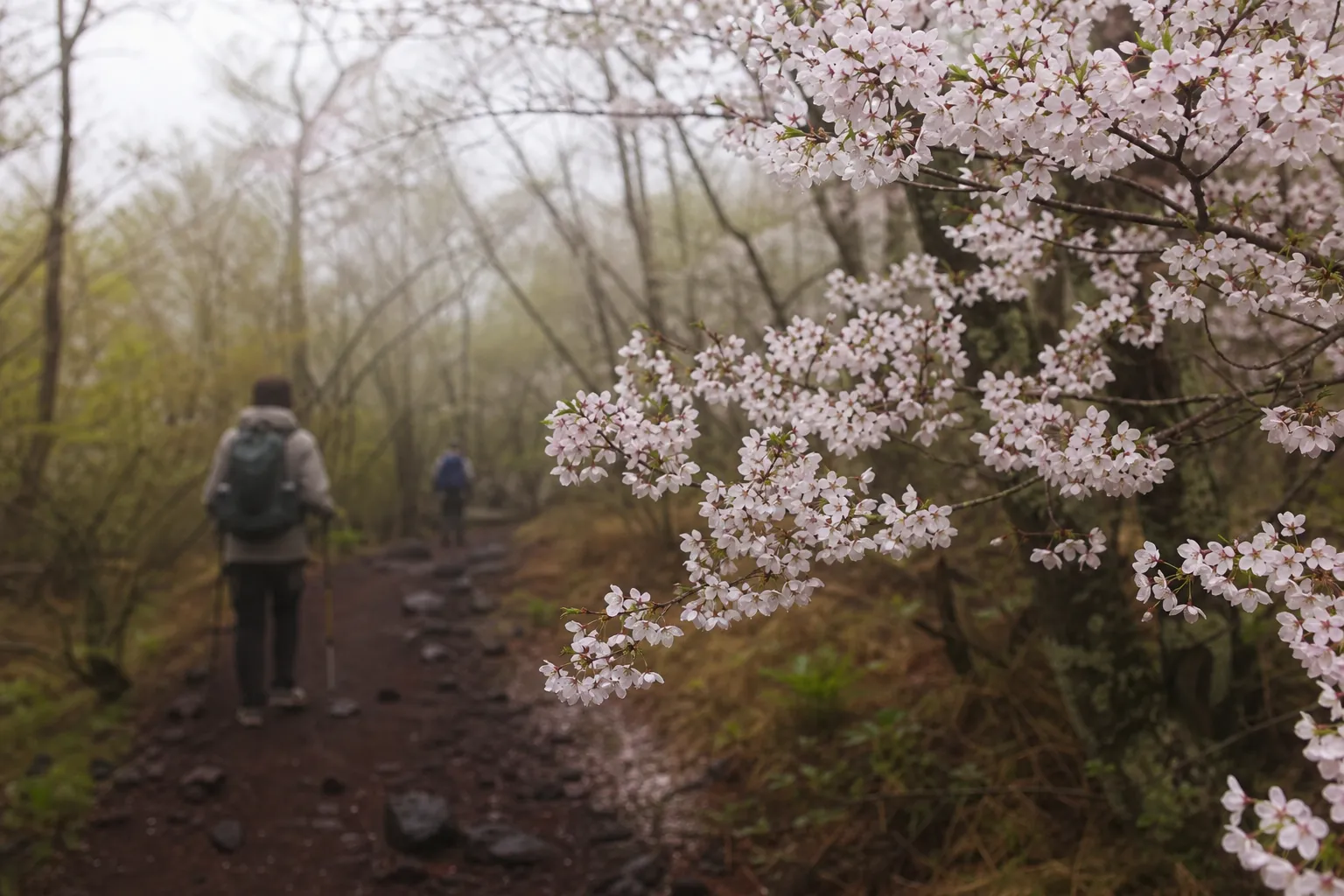 Forested hiking trail on Mount Fuji’s Subashiri Route with hikers spaced apart