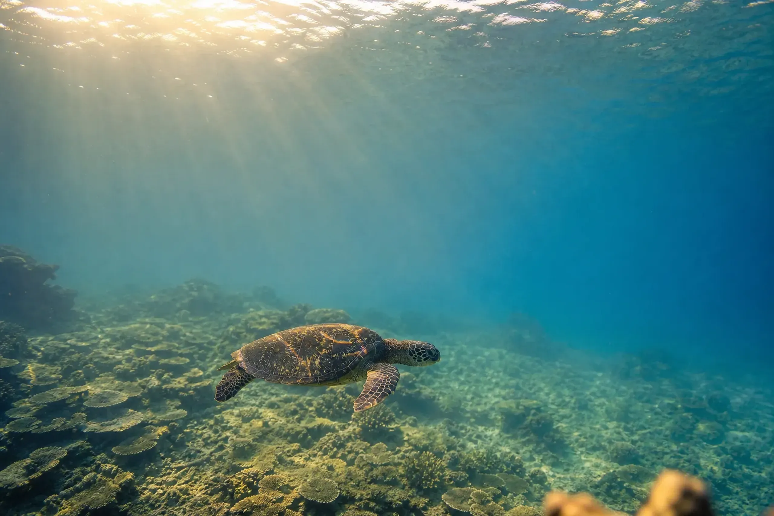 Green sea turtle feeding over coral reef near Zamami in the Kerama Islands