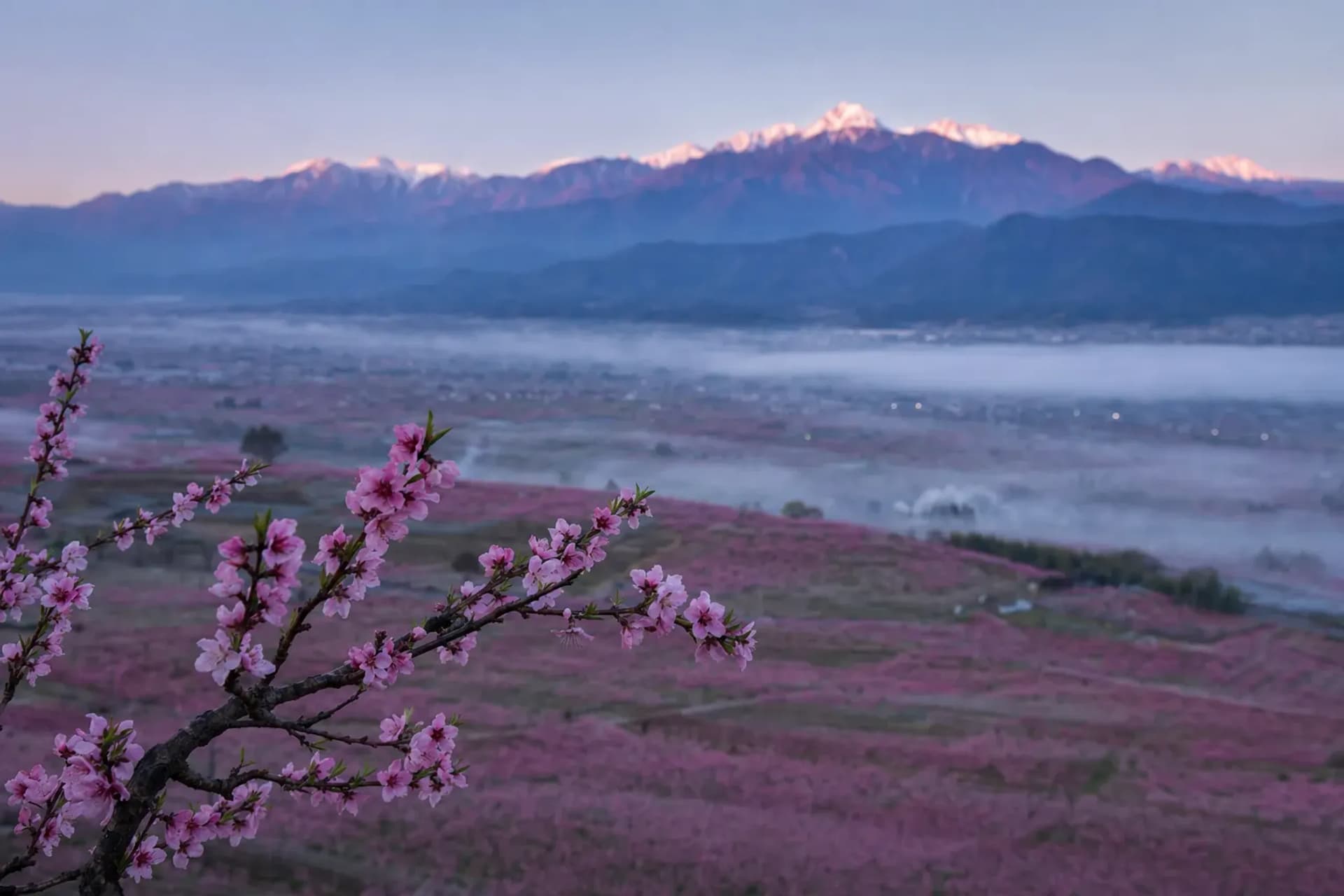 Fuefuki Peach Blossoms: A Pink Basin in Yamanashi