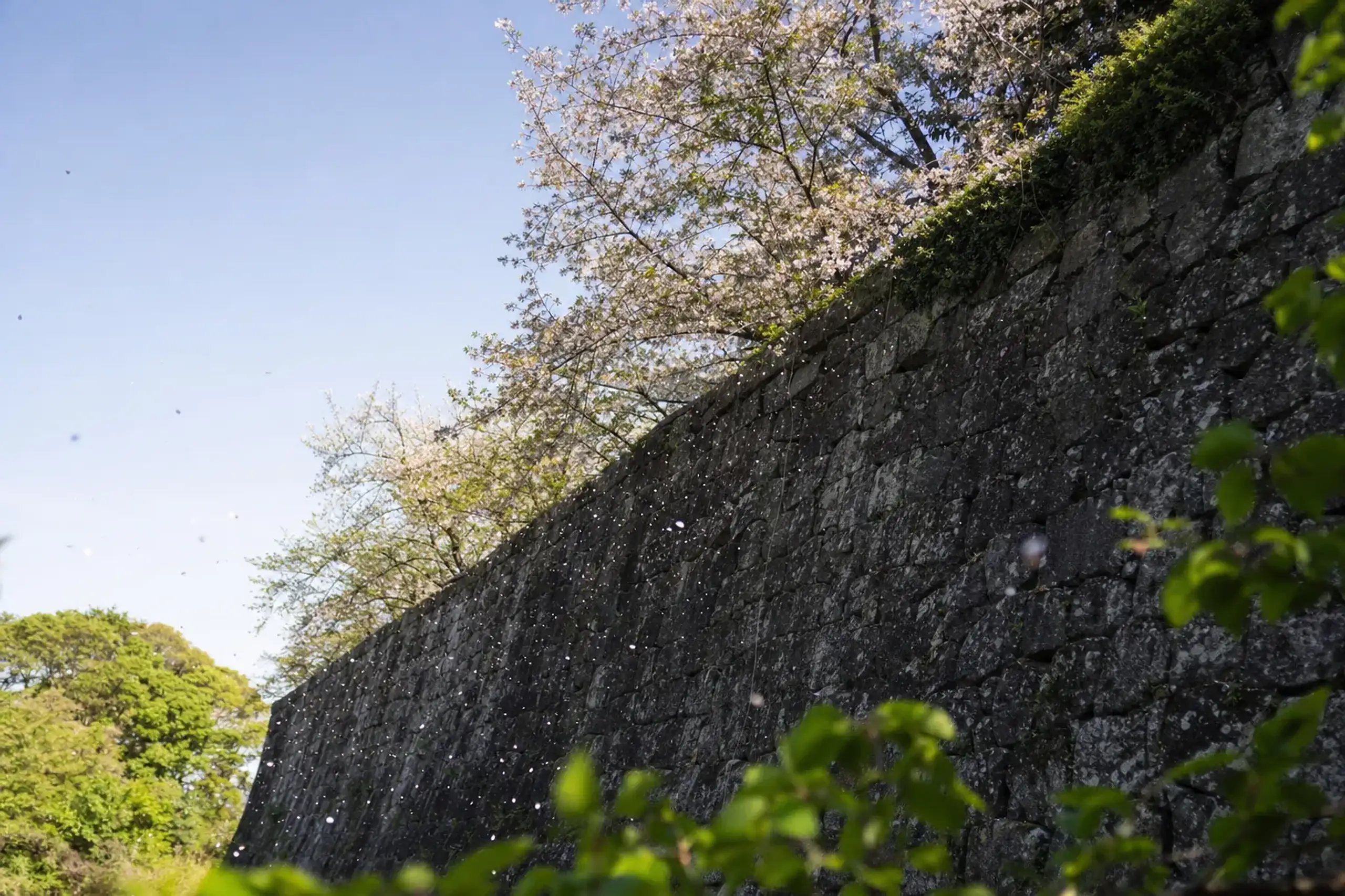 cherry blossoms in full bloom over the stone ramparts and keep platform of Fukuoka Castle in Maizuru Park during the spring sakura festival