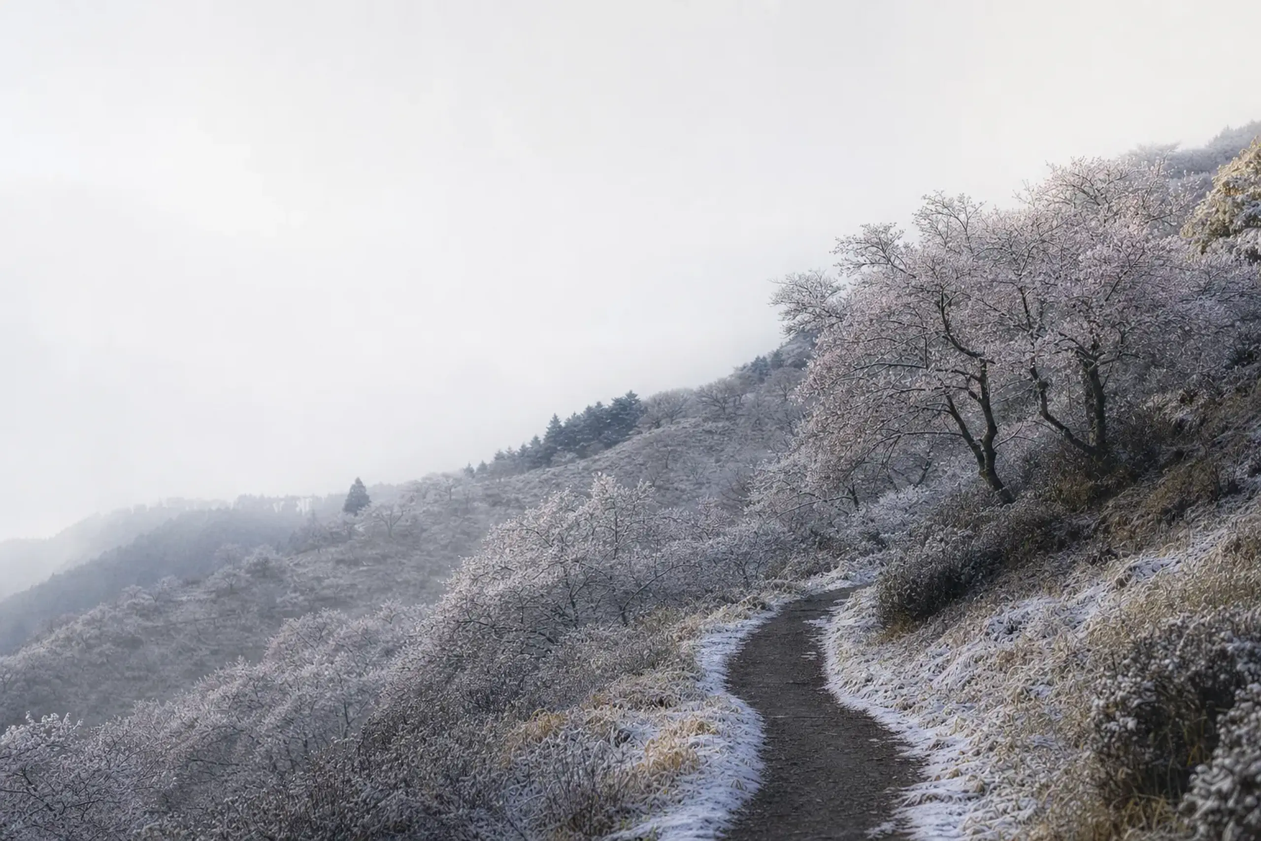 The flowering hillside of Hanamiyama near Fukushima City in spring, with pink and white blossoms covering the slope