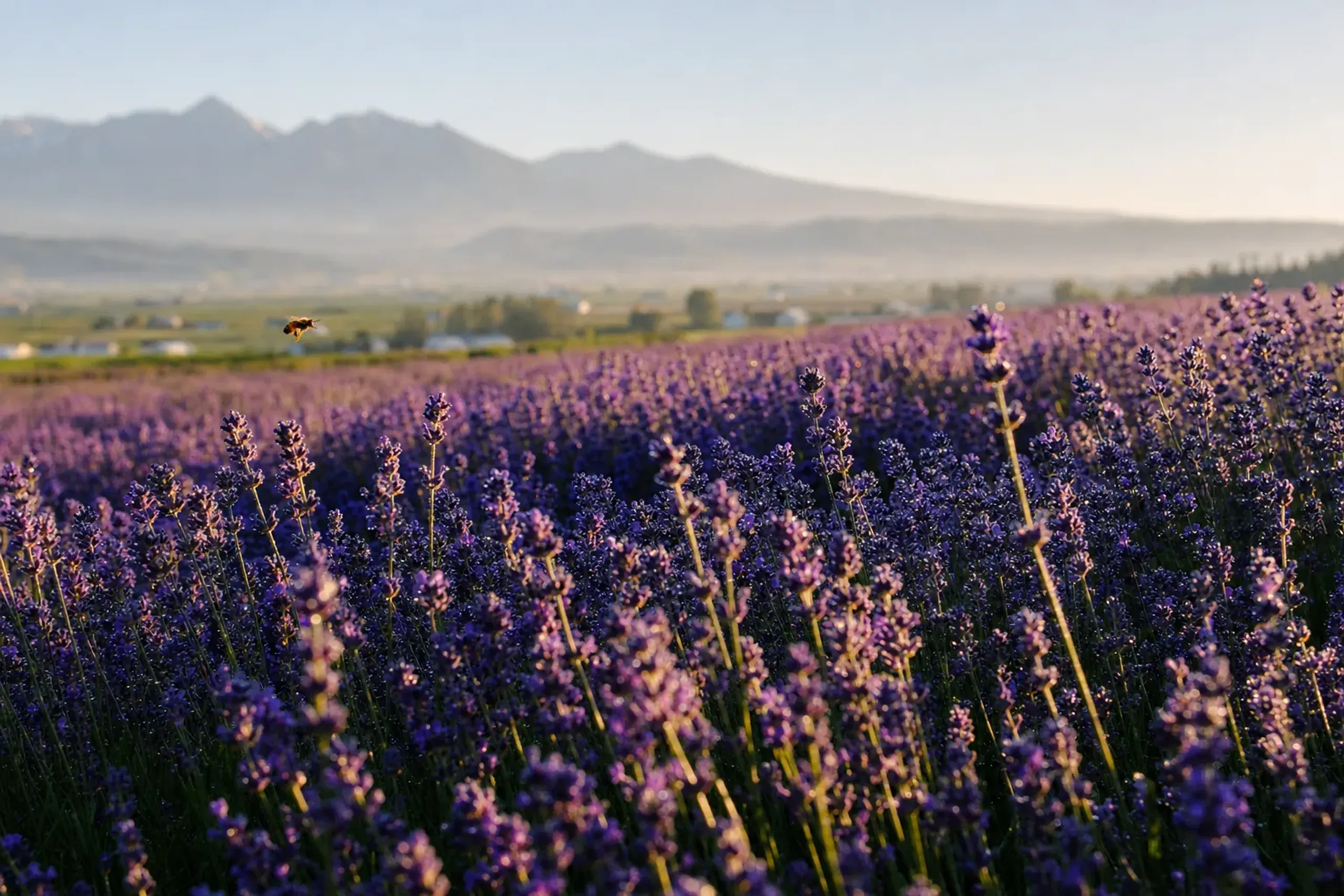 Farm Tomita's Lavender East is scheduled to be open from