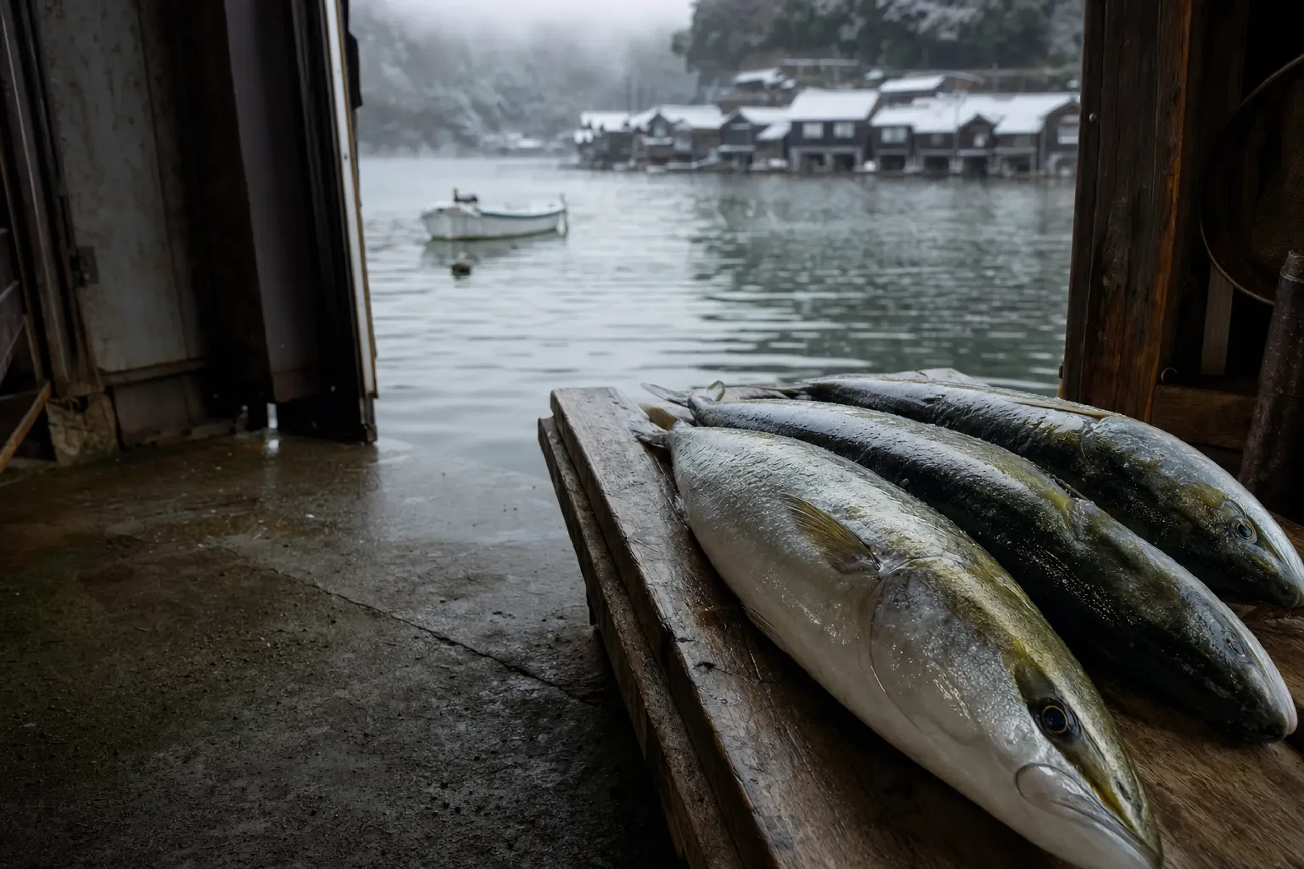 Freshly caught yellowtail (Ine-buri) laid out in the ground floor of a funaya in Ine Bay