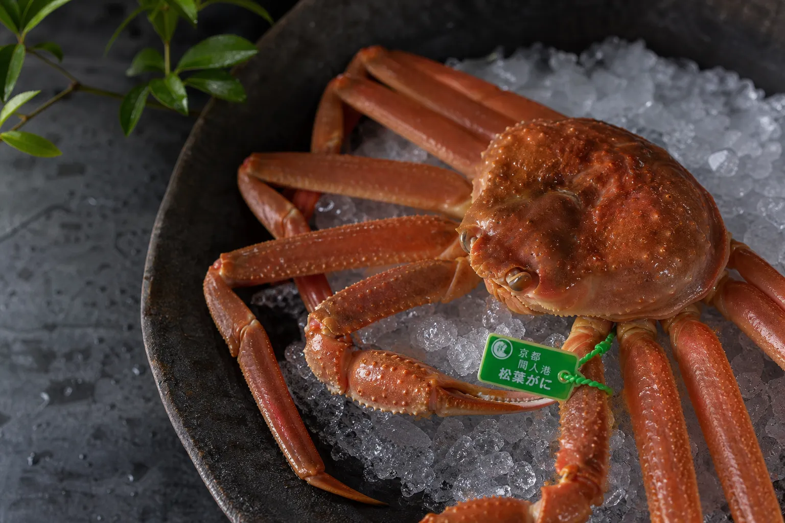 Fresh Matsuba Crab from the San'in region with a green certification tag.