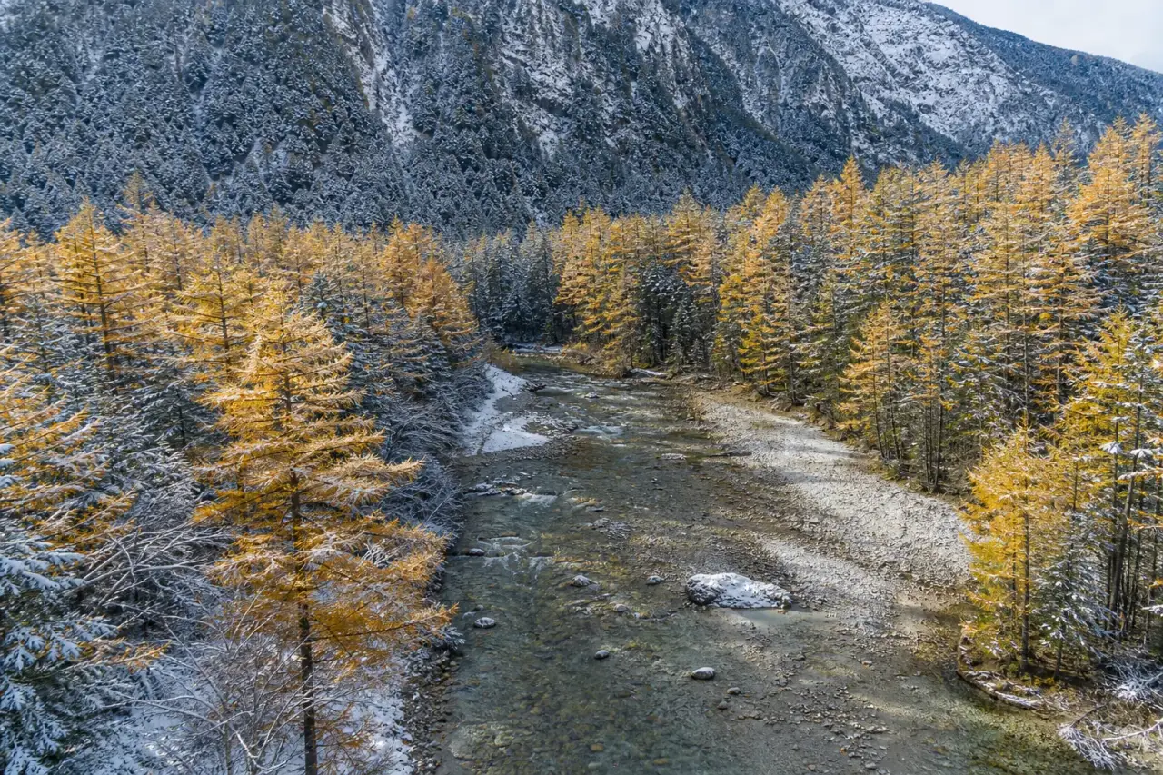 Golden larch forest in autumn colour in Kamikochi with snow-dusted peaks above