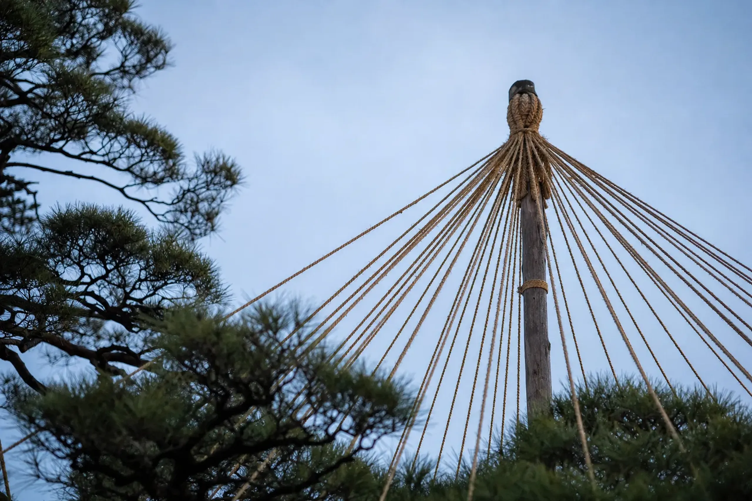 Close-up of the cone of straw yukitsuri ropes radiating from the central mast over a black pine at Kenrokuen, the stark geometry of the ropes against a pale overcast sky