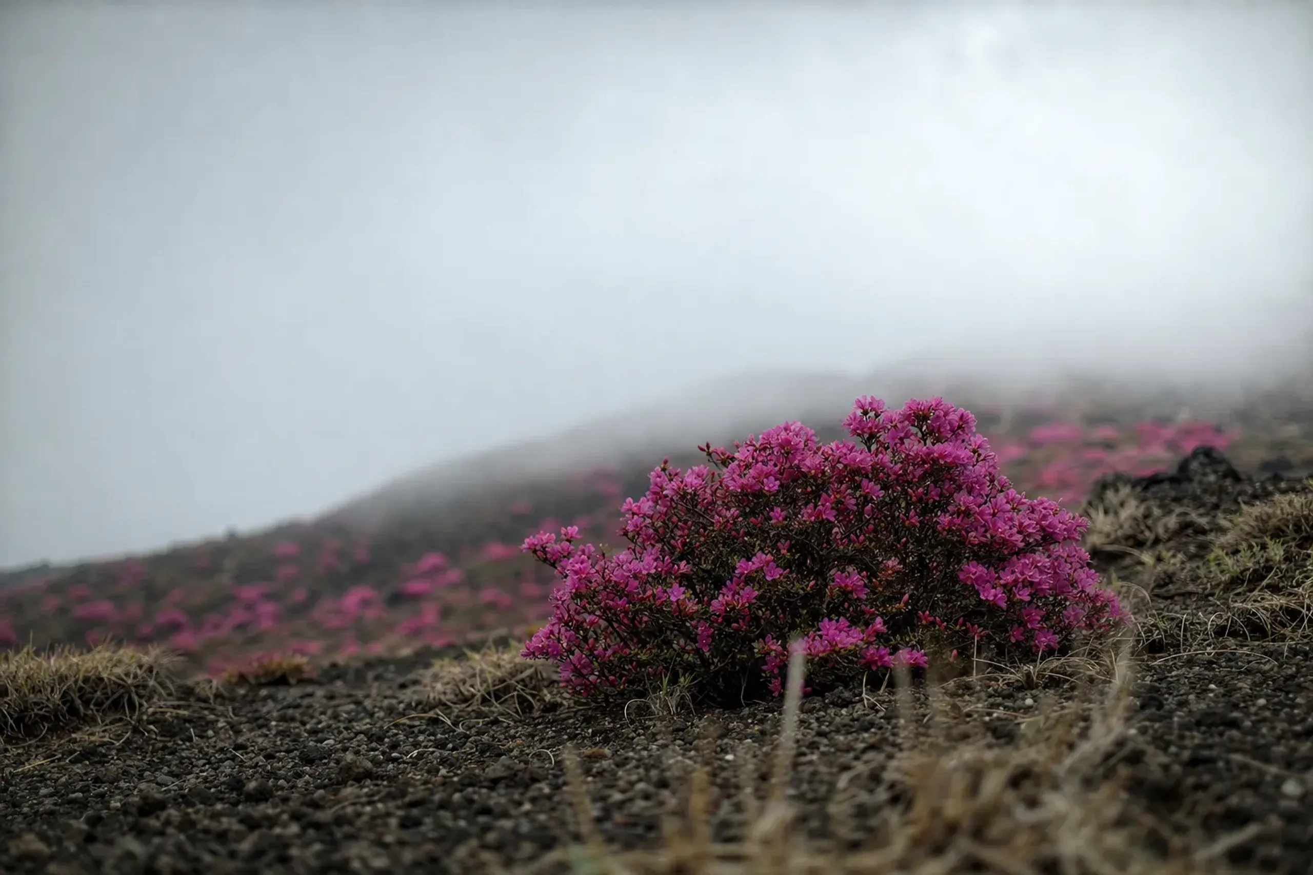 You will see the name “Kirishima azalea” used loosely online