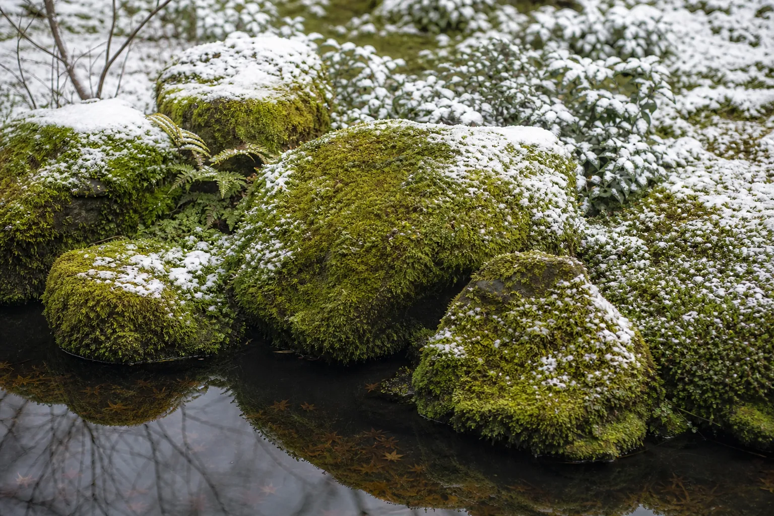 Moss-covered stones and pond edge at Saiho-ji (Kokedera) in Kyoto