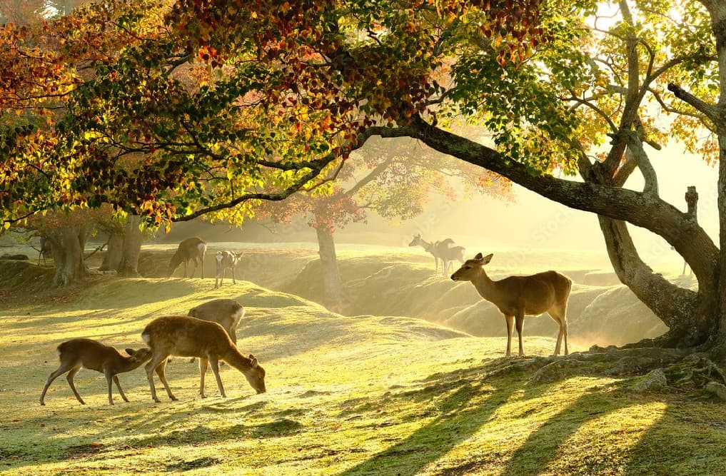 Hidden Luxury: Nara's Best 2026 Night Guide