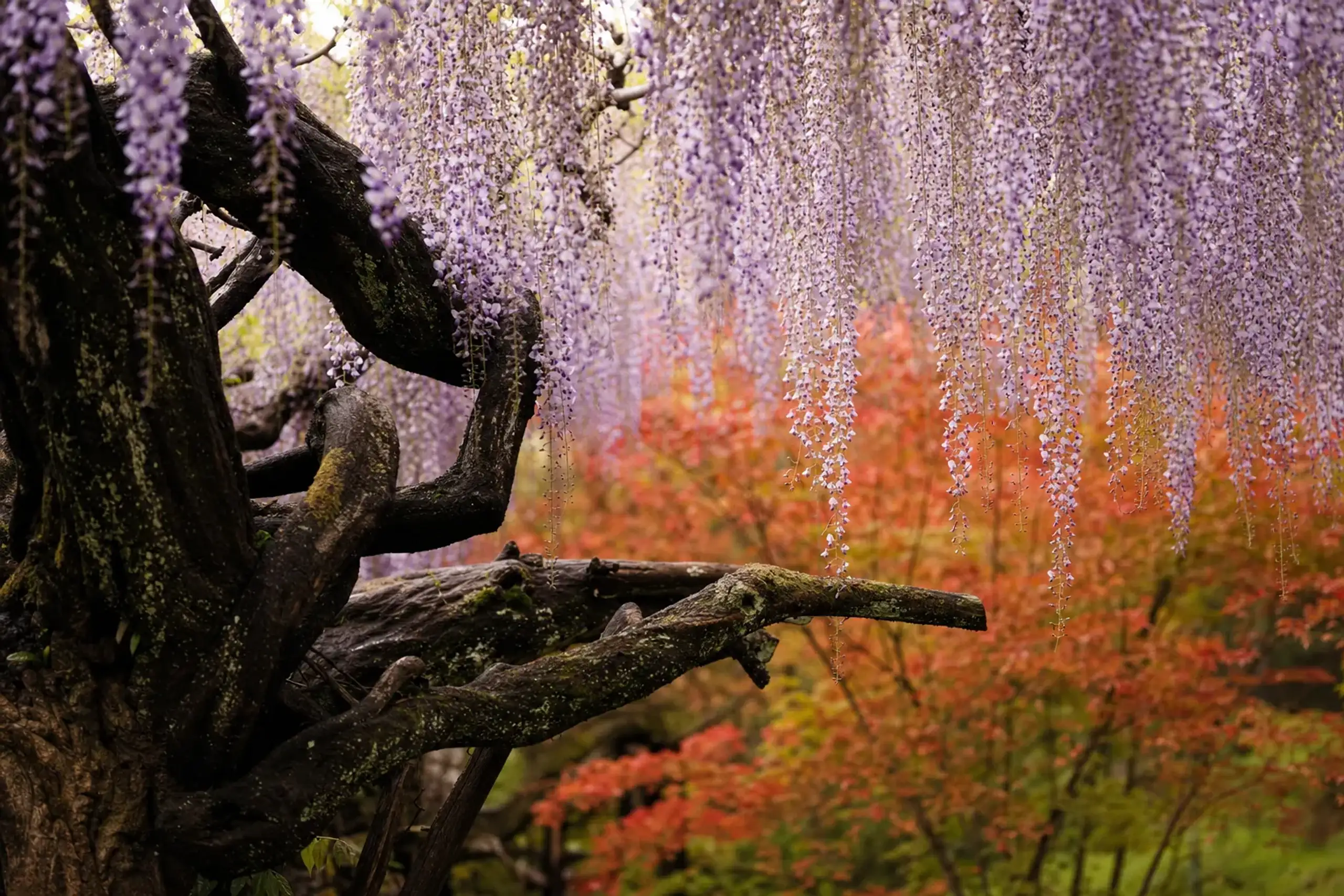 The 170-year-old named wisteria tree at Mifuneyama Rakuen, its cascading purple blossoms set apart from the surrounding azalea slopes