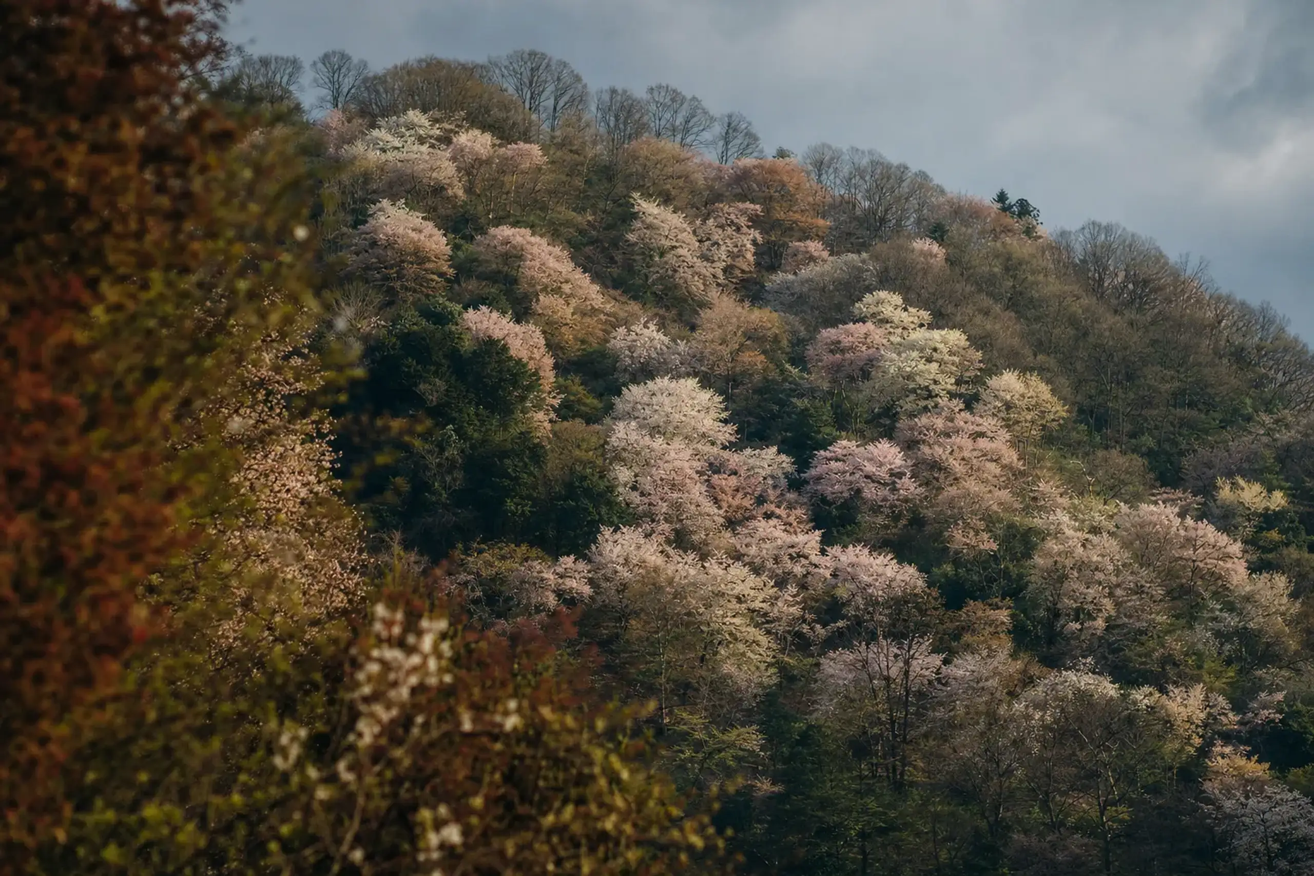 the mottled patchwork of wild shiroyamazakura cherries in white and soft rose climbing the lower Shimo-senbon slope while bare upper branches wait above