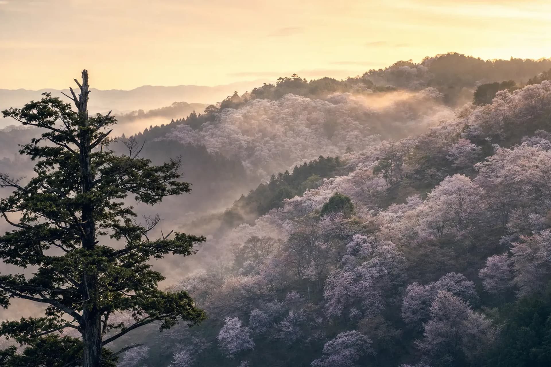 Mount Yoshino, Nara: Four Groves, One Bloom Climbing Uphill