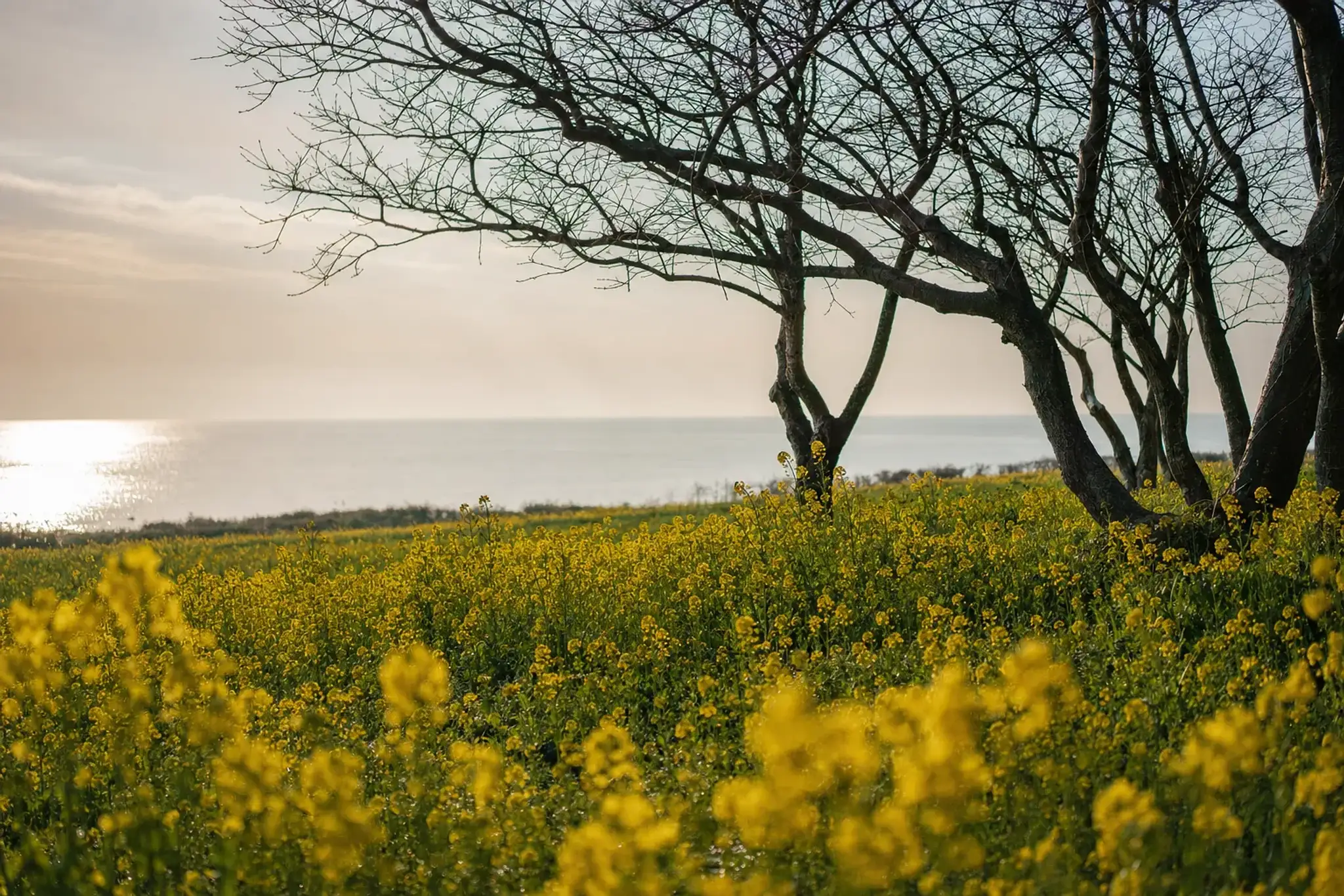 A vast expanse of bright yellow nanohana rapeseed blossoms stretching across a coastal farming field, with early morning light revealing the crop still blooming while surrounding trees remain bare and