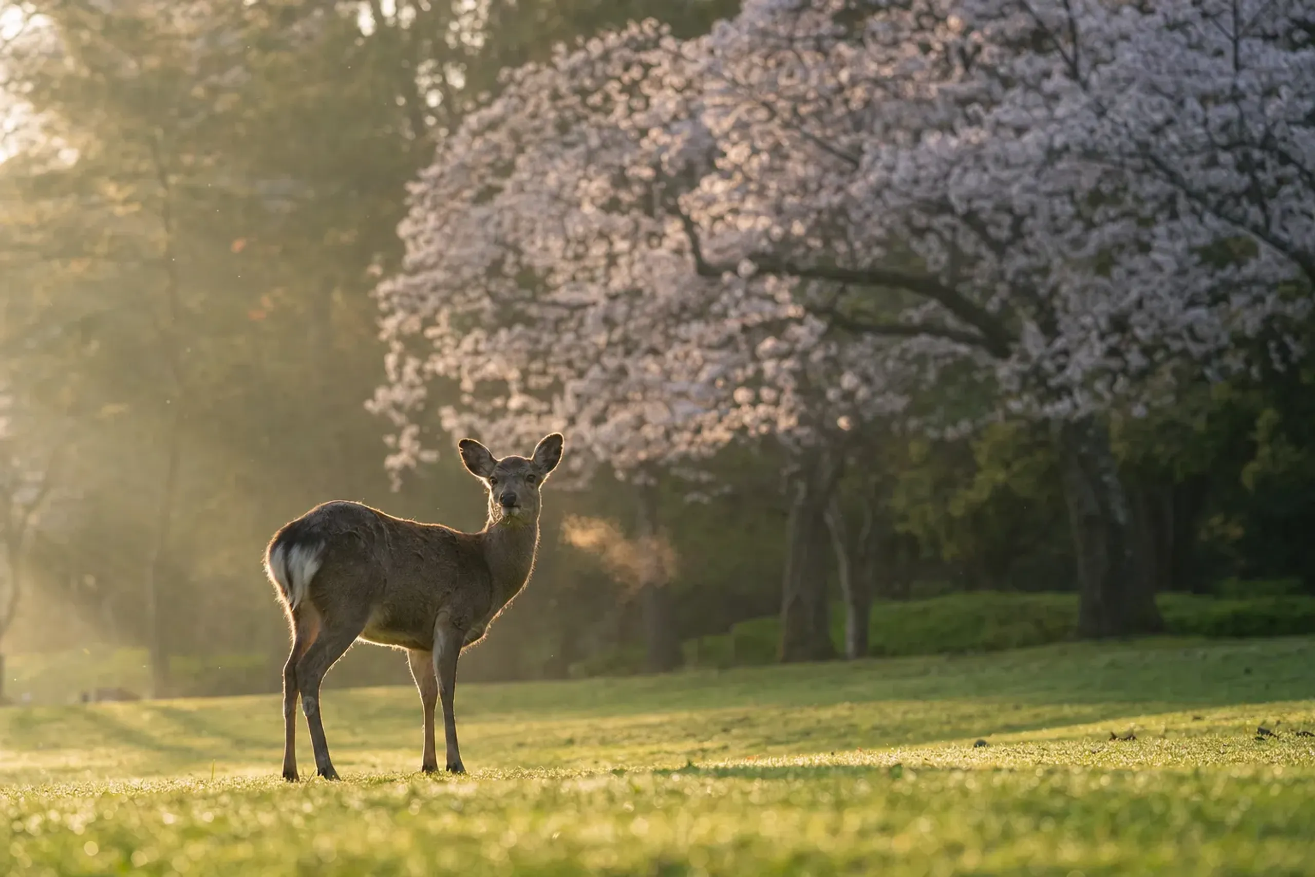 A wild sika deer standing under blossoming cherry trees in Nara Park in spring