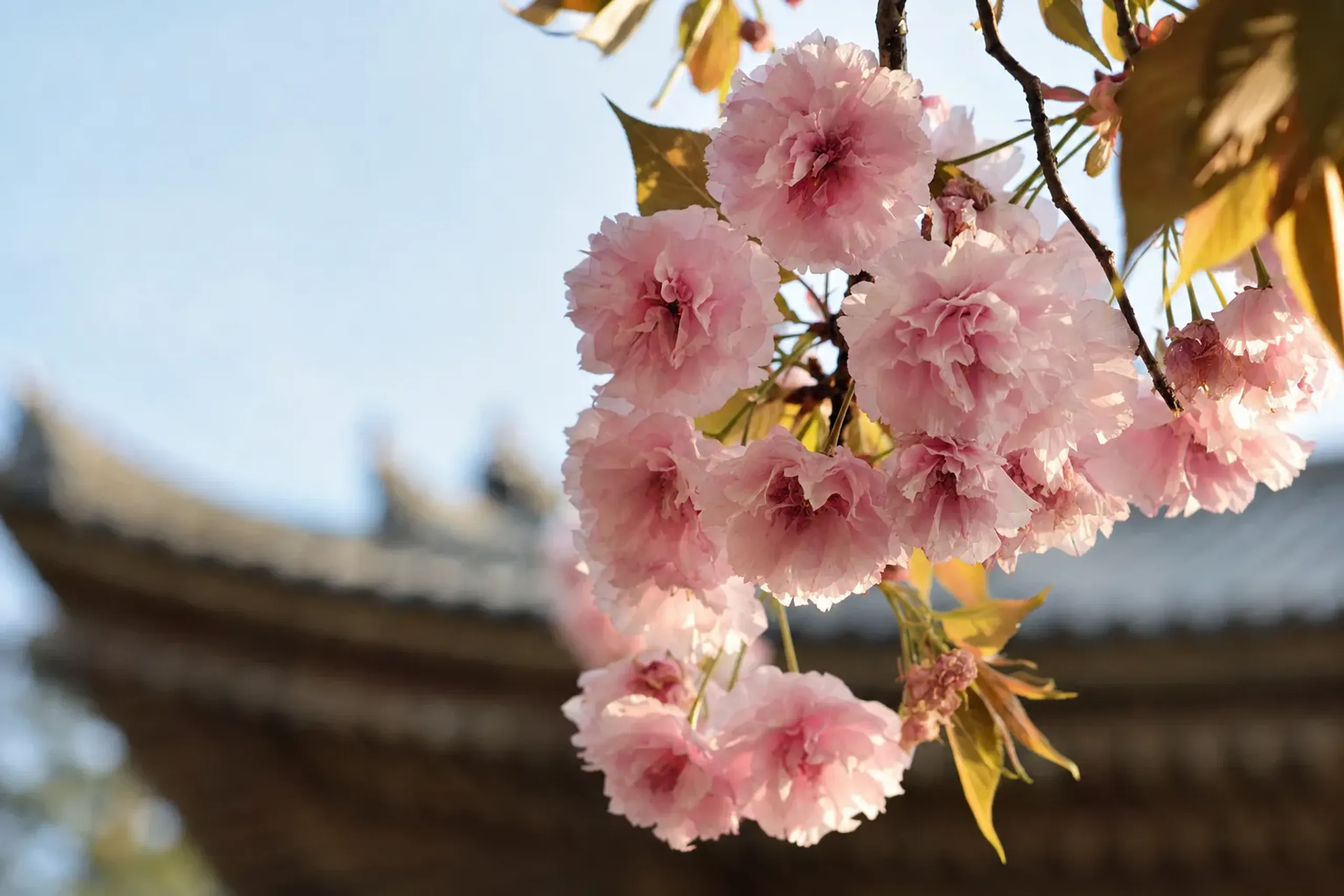 the layered, crepe-like pink blossoms of a Nara-no-yaezakura double-flowered cherry tree in full late bloom in Nara Park
