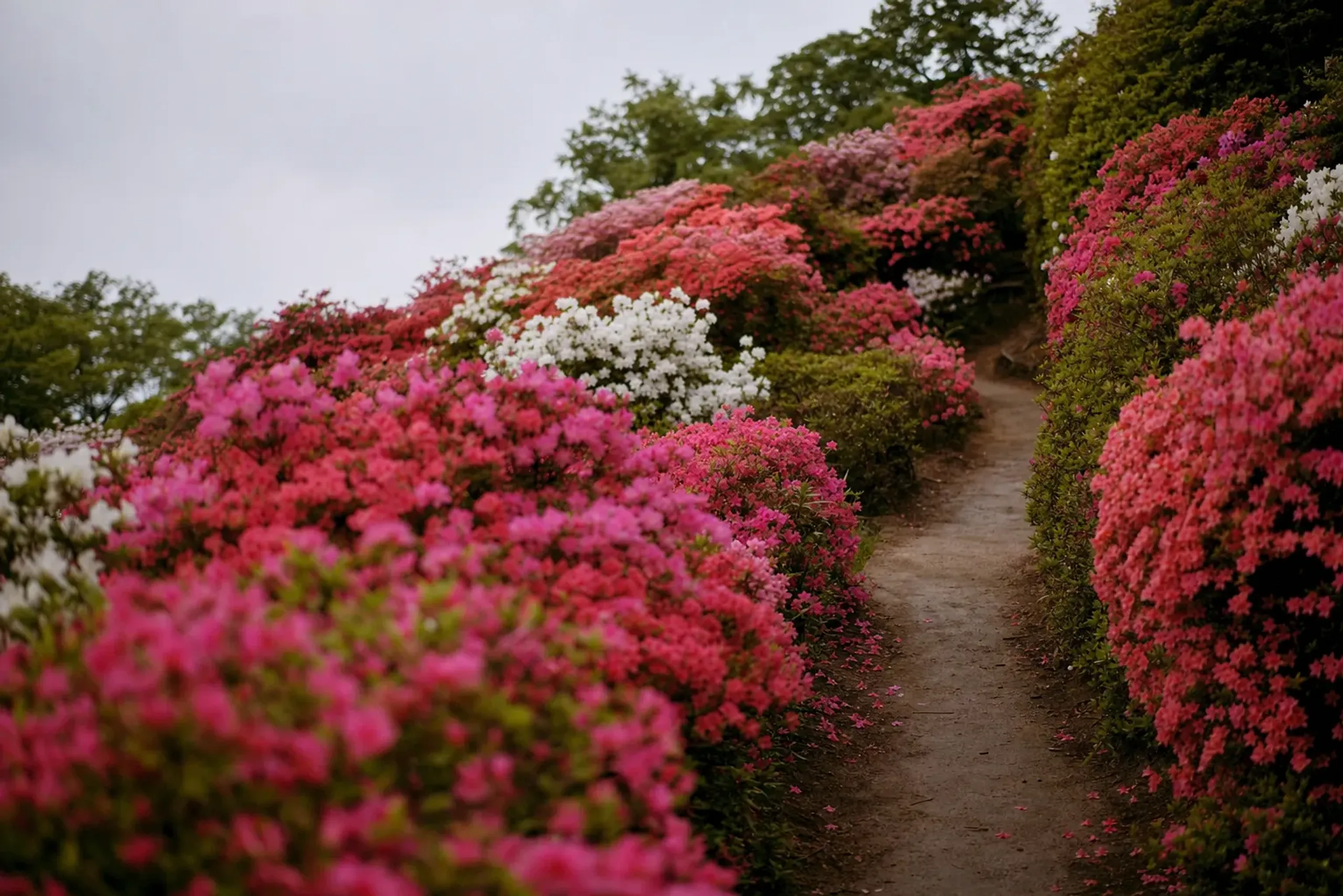 This garden is compact by nature, and the paths funnel