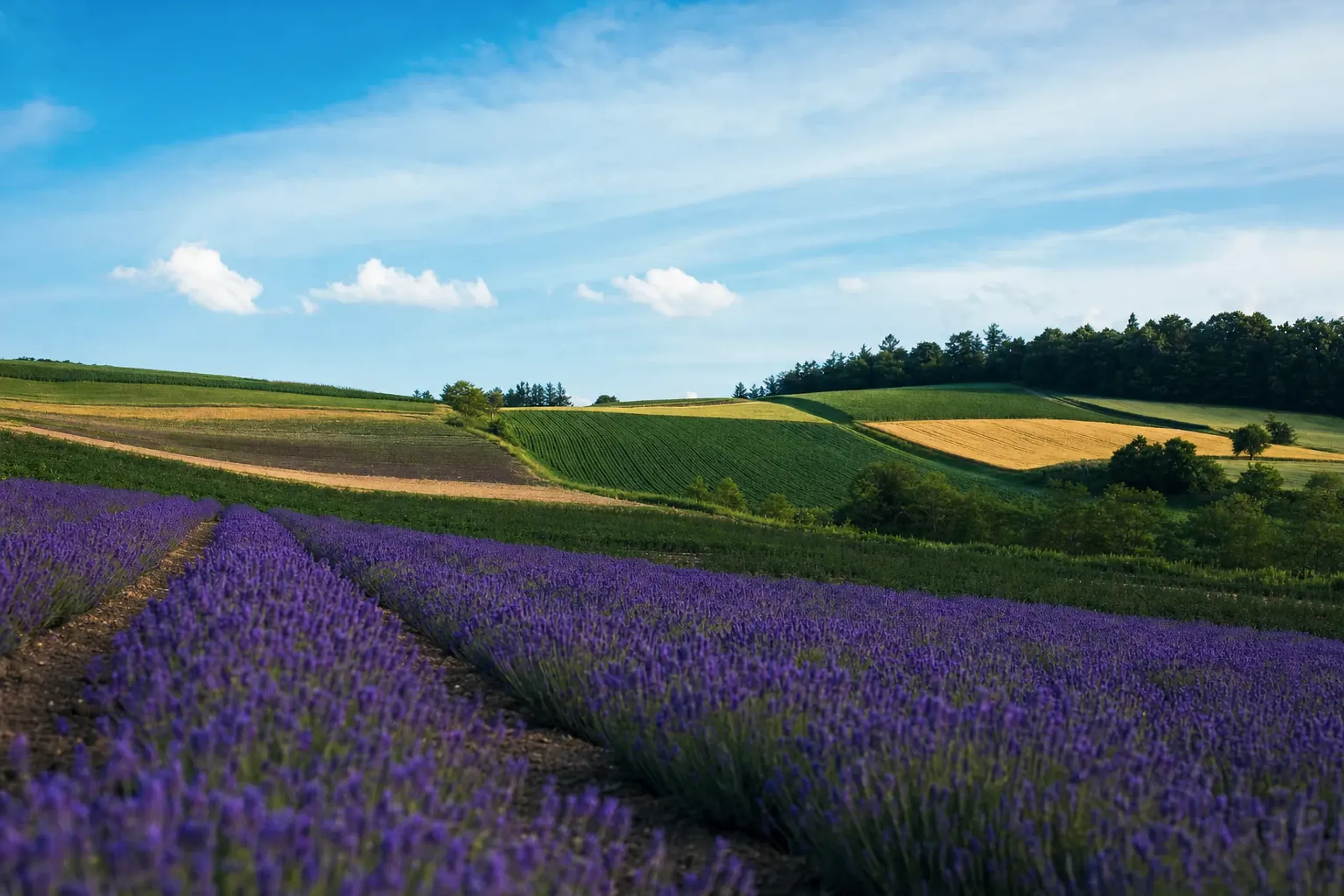 Clear-weather rolling green lavender-season hills of Hokkaido's countryside under bright open skies