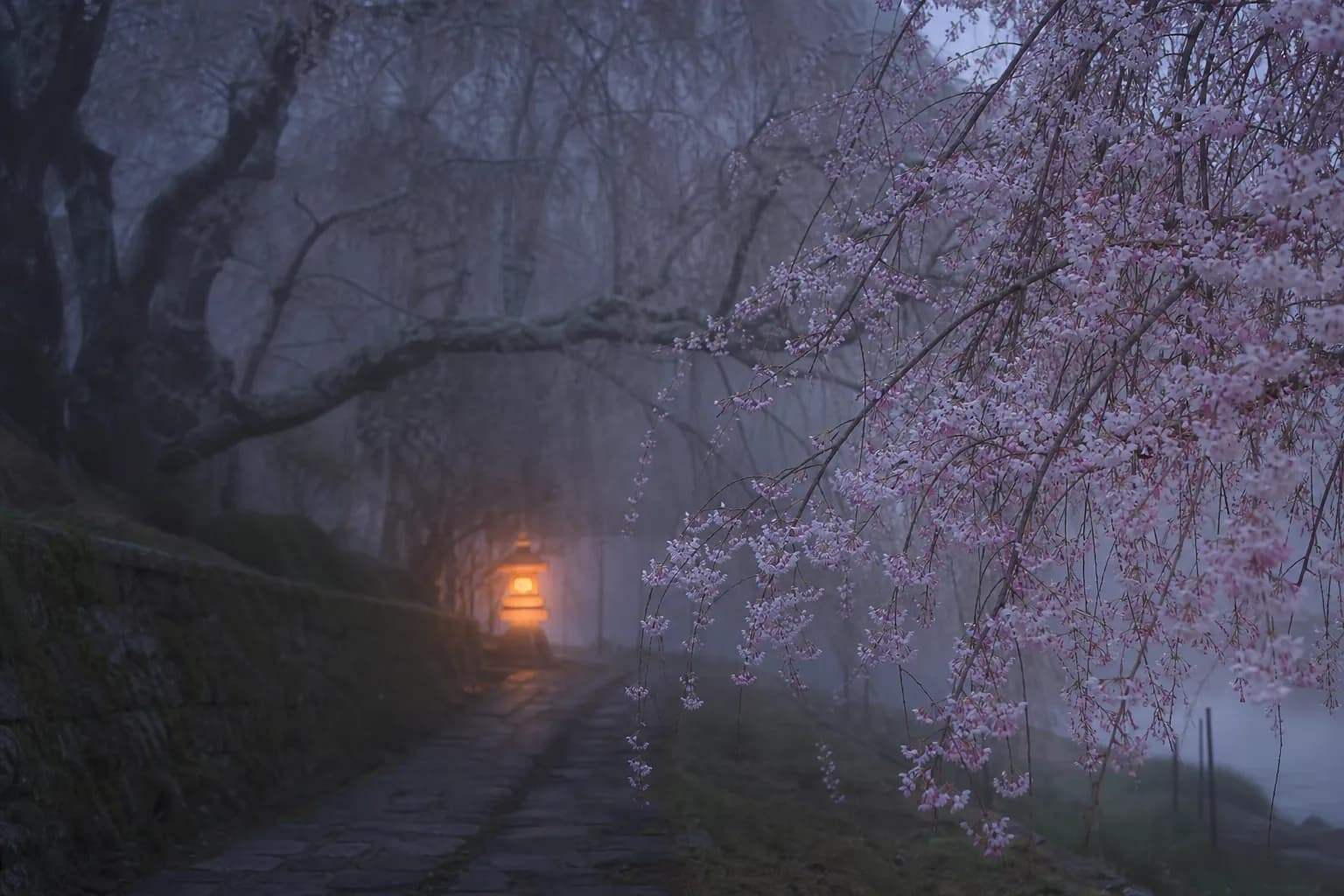 Sakura Matsuri: Japan's Enchanting Cherry Blossom Festival