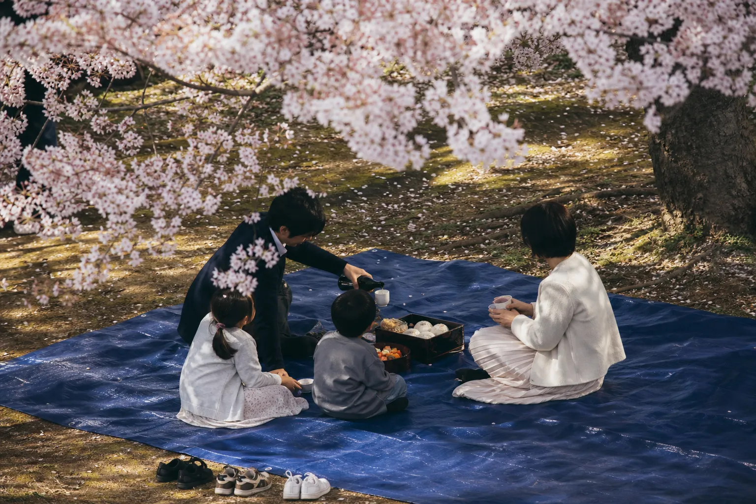 Sakura matsuri hanami customs