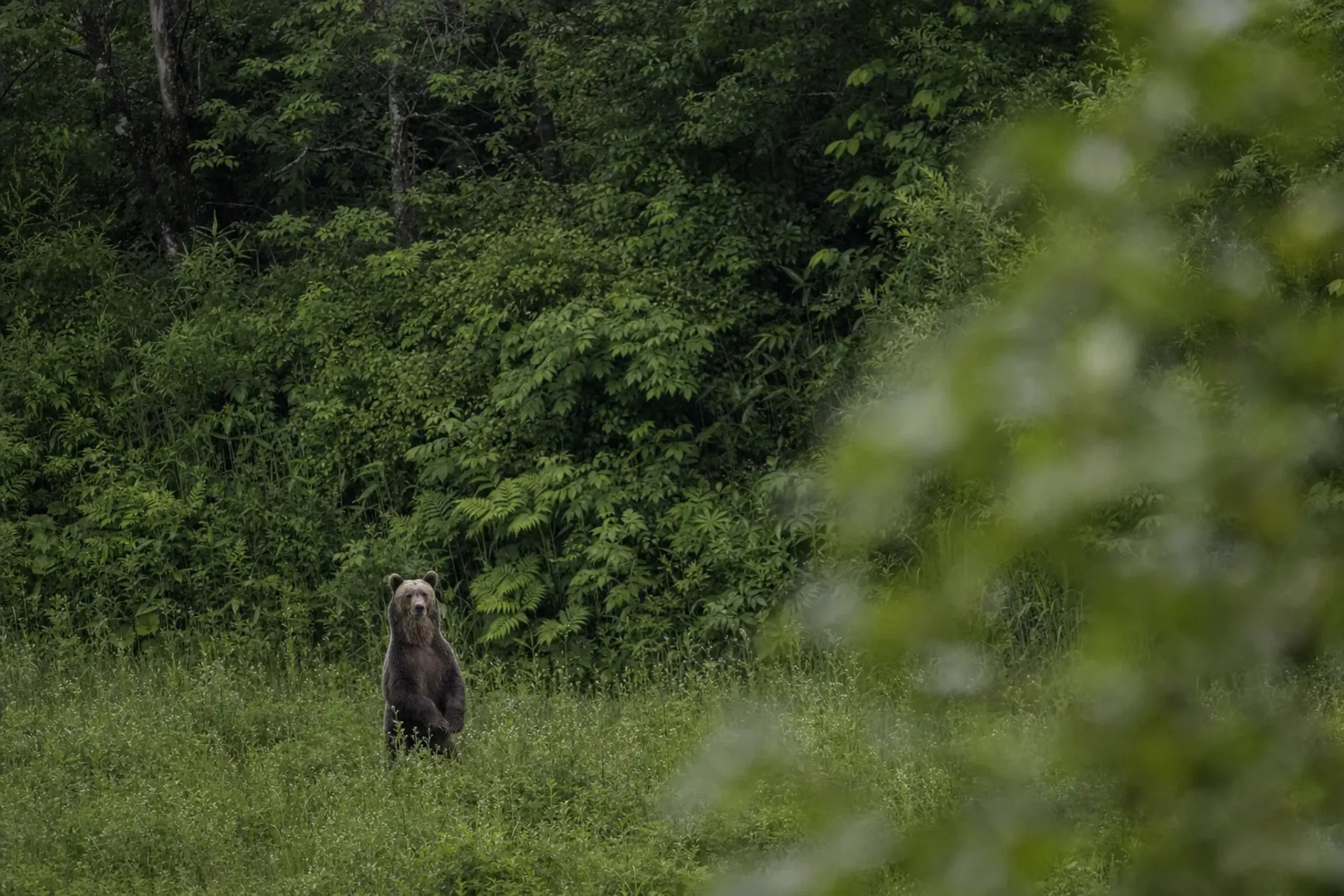 Wild brown bear in green summer grass at the forest edge in Shiretoko, Hokkaido