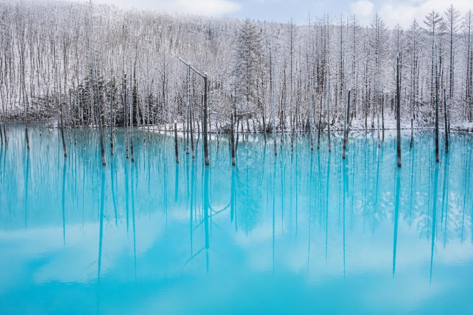 Snow-covered forest behind a turquoise lake with many leafless tree trunks standing in the water.