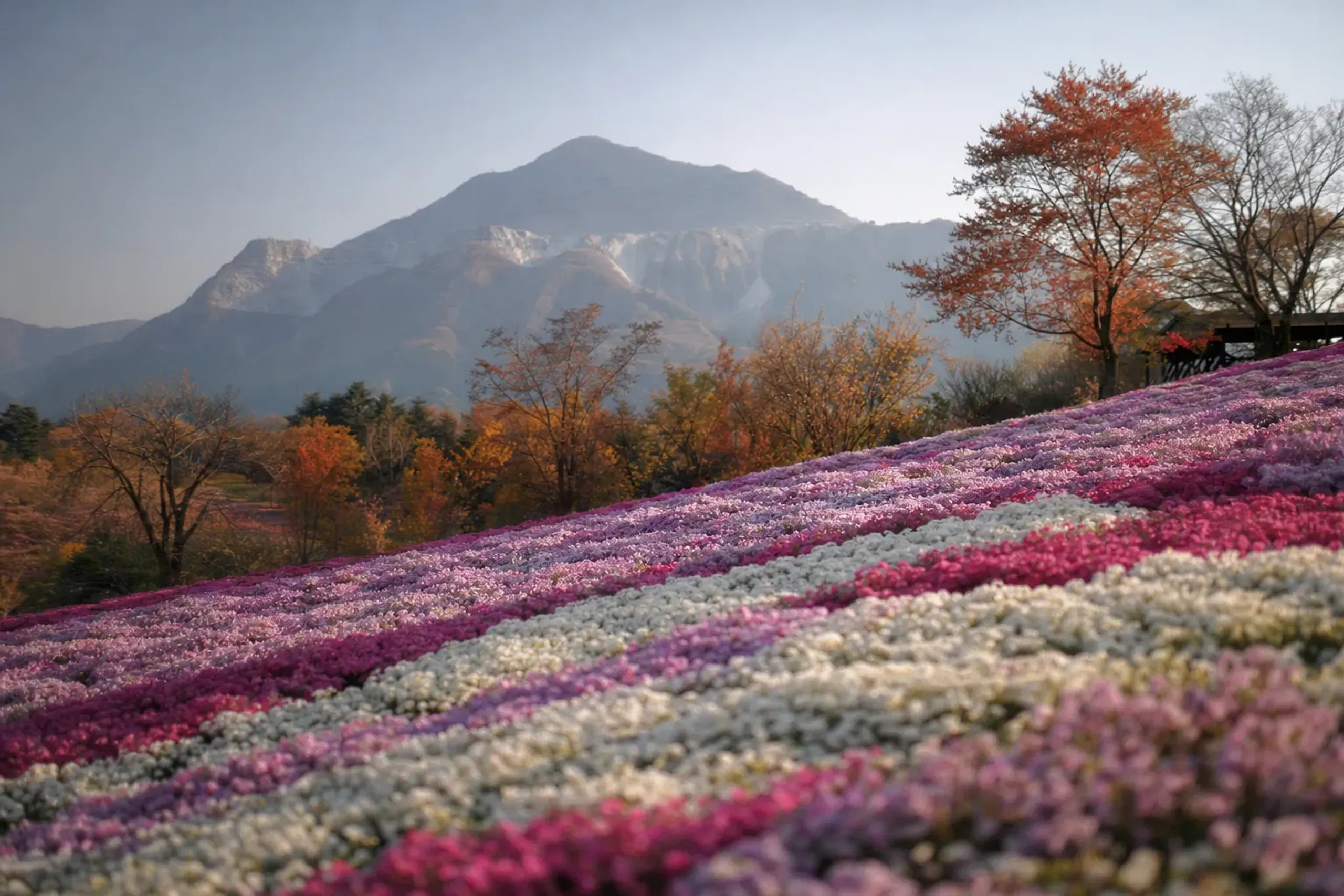 Pick Chichibu. Time it for Hitsujiyama Park in spring or