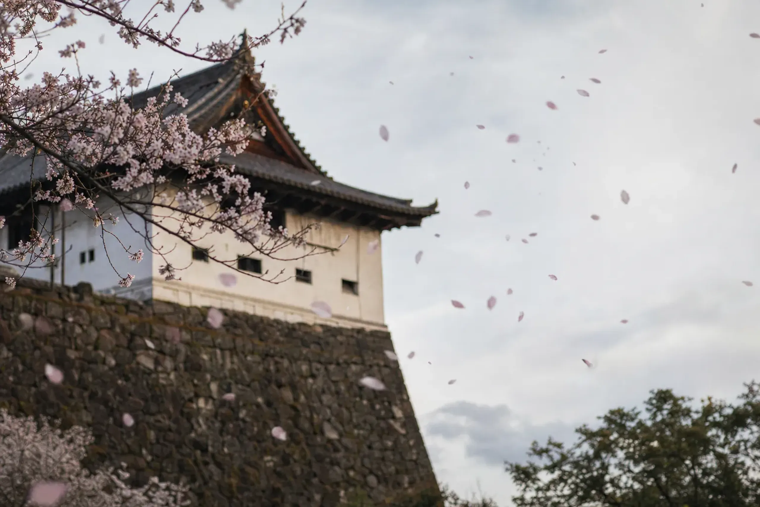 A red roof above falling petals is the kind of