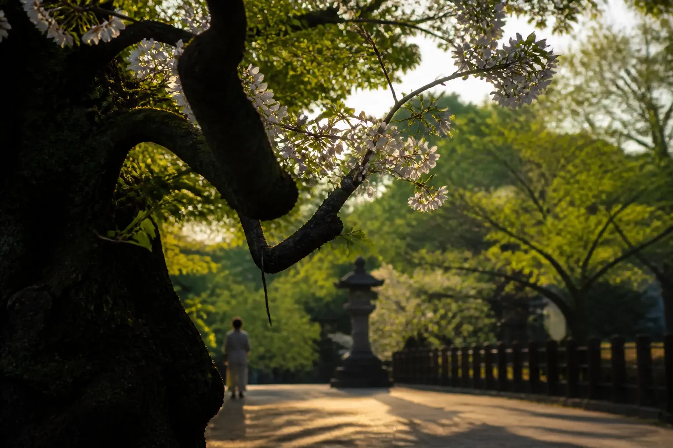 These blossoms serve as a living link to the park's origins, connecting modern visitors to nearly four hundred years of history.