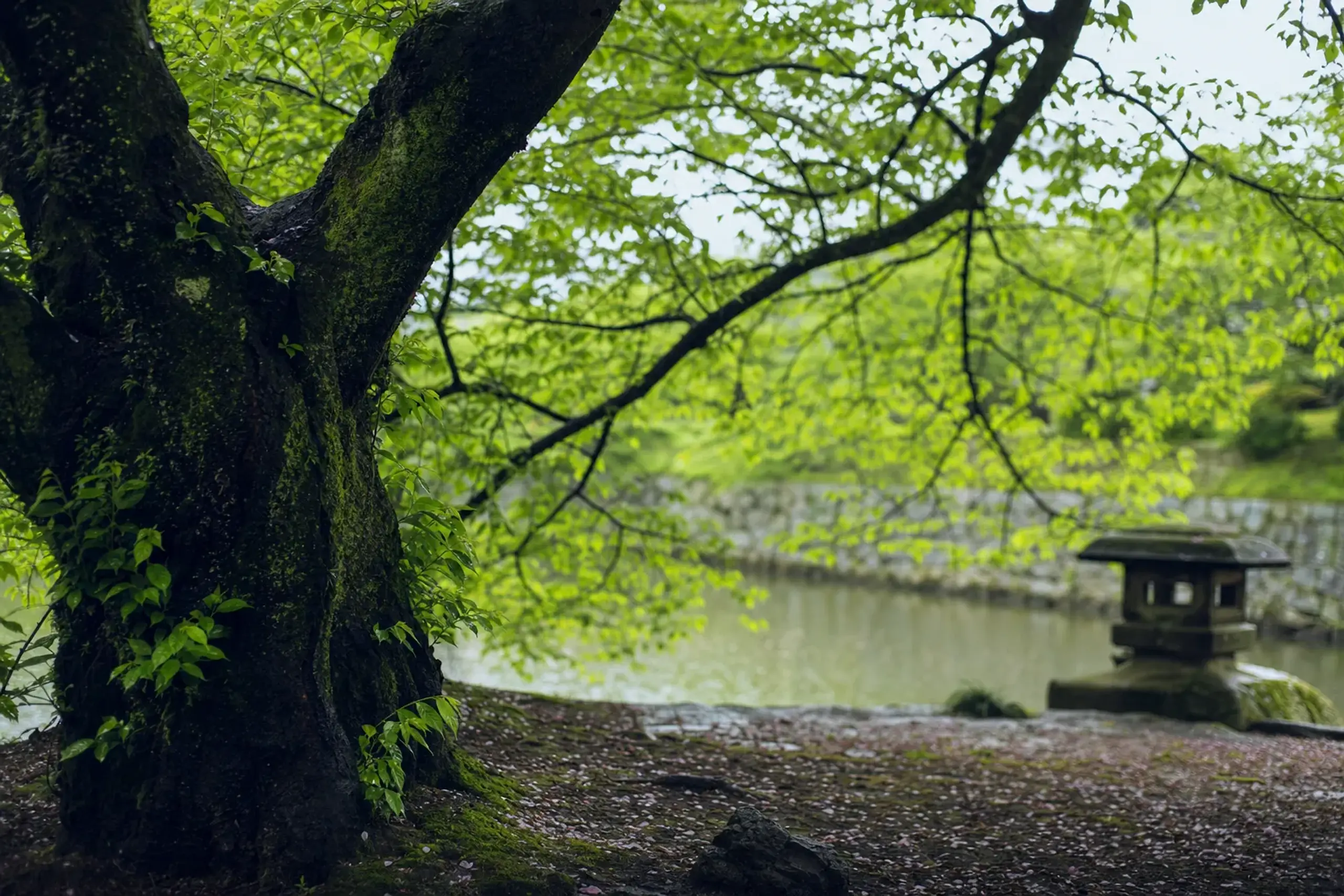 Plan for green leaves, not pink certainty. If you catch