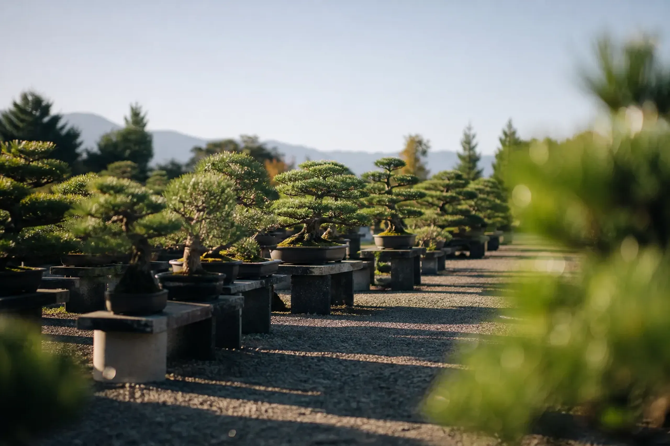 The climate is warm, with low rainfall, long hours of