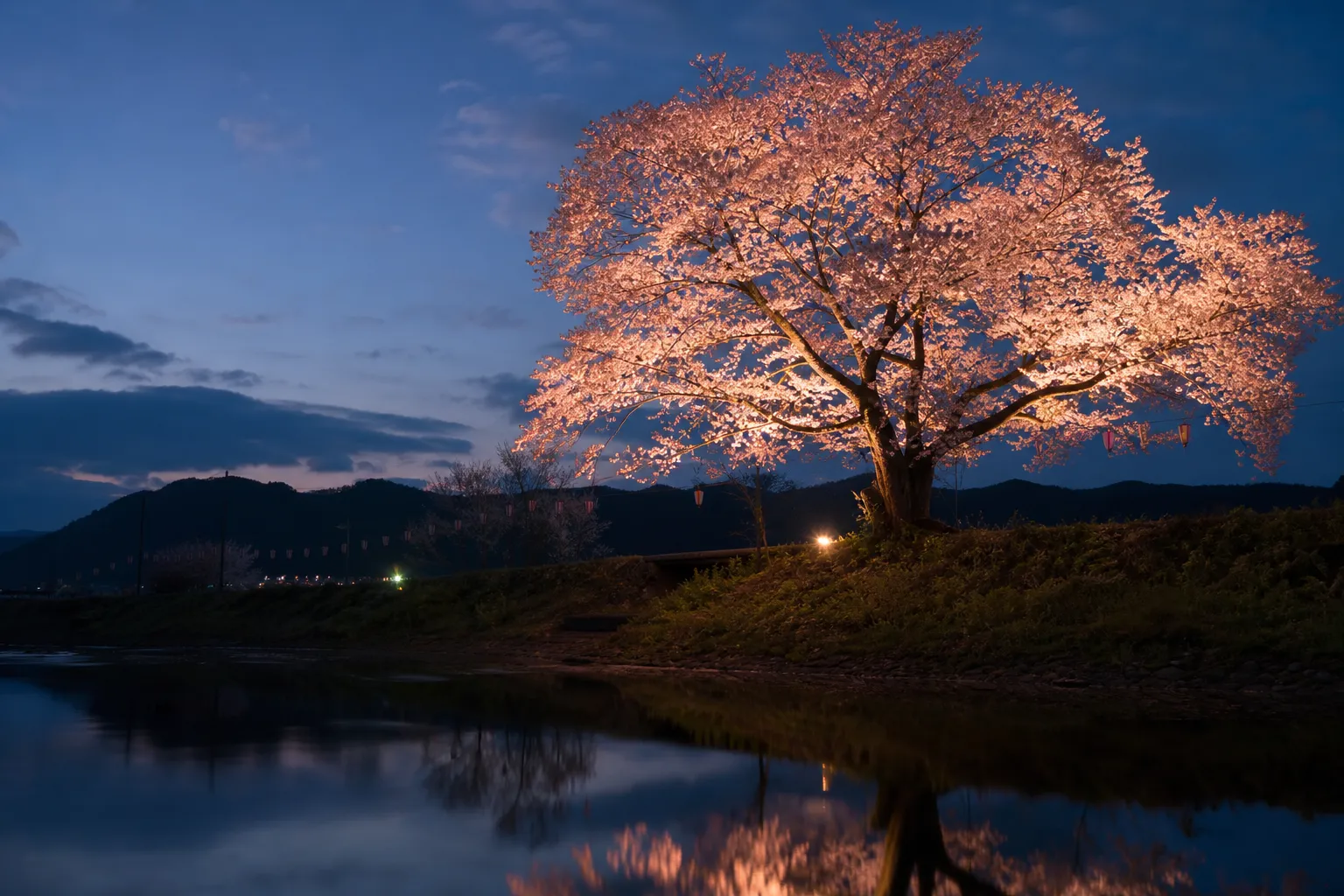 Peak Bloom 2026: Your Essential Guide to Finding the Best Yozakura Now