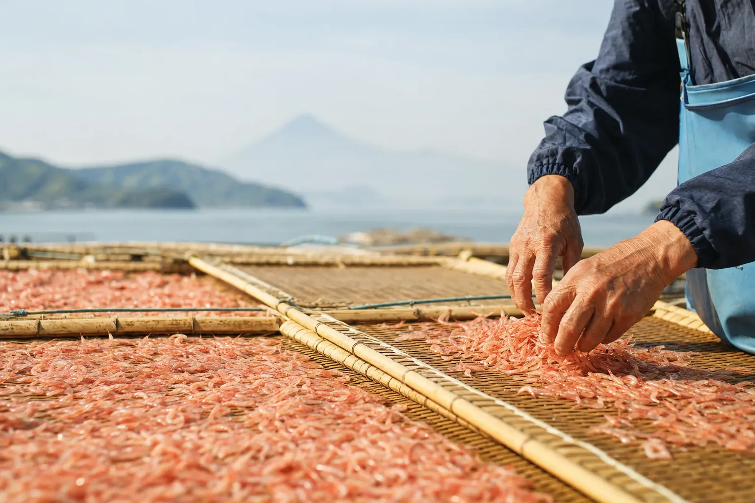 The spring sakura ebi season typically runs from late March