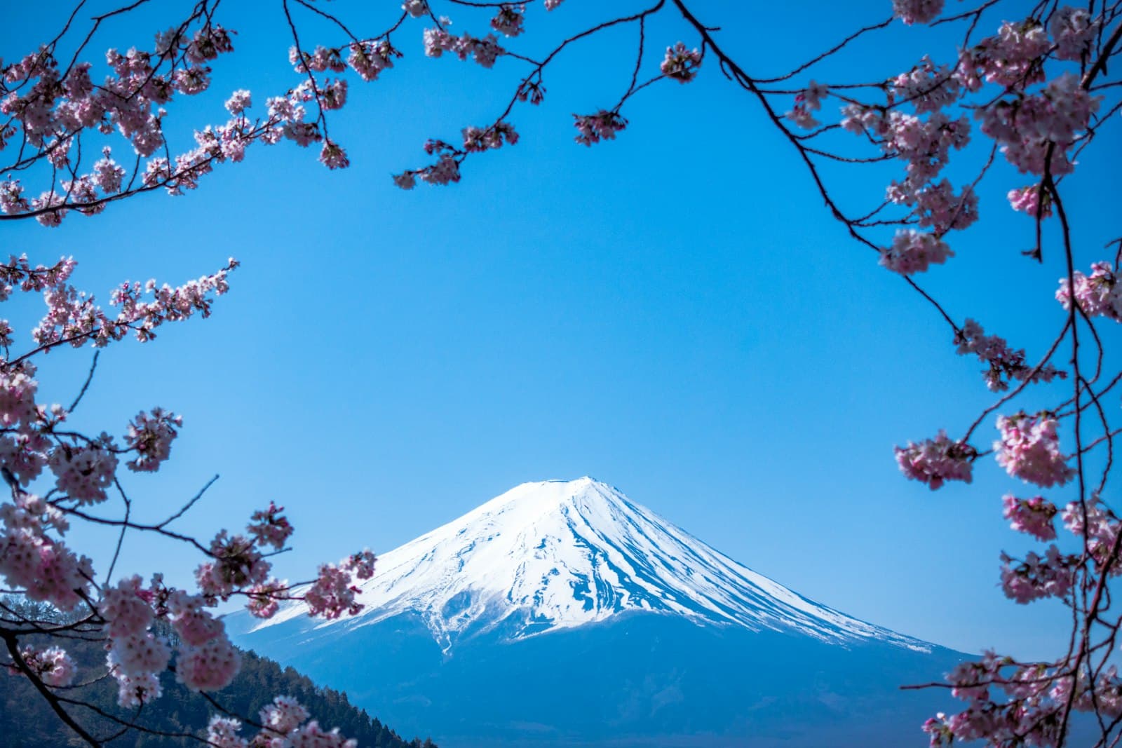 Chasing Sakura: A Connoisseur's Cherry-Blossom Guide
