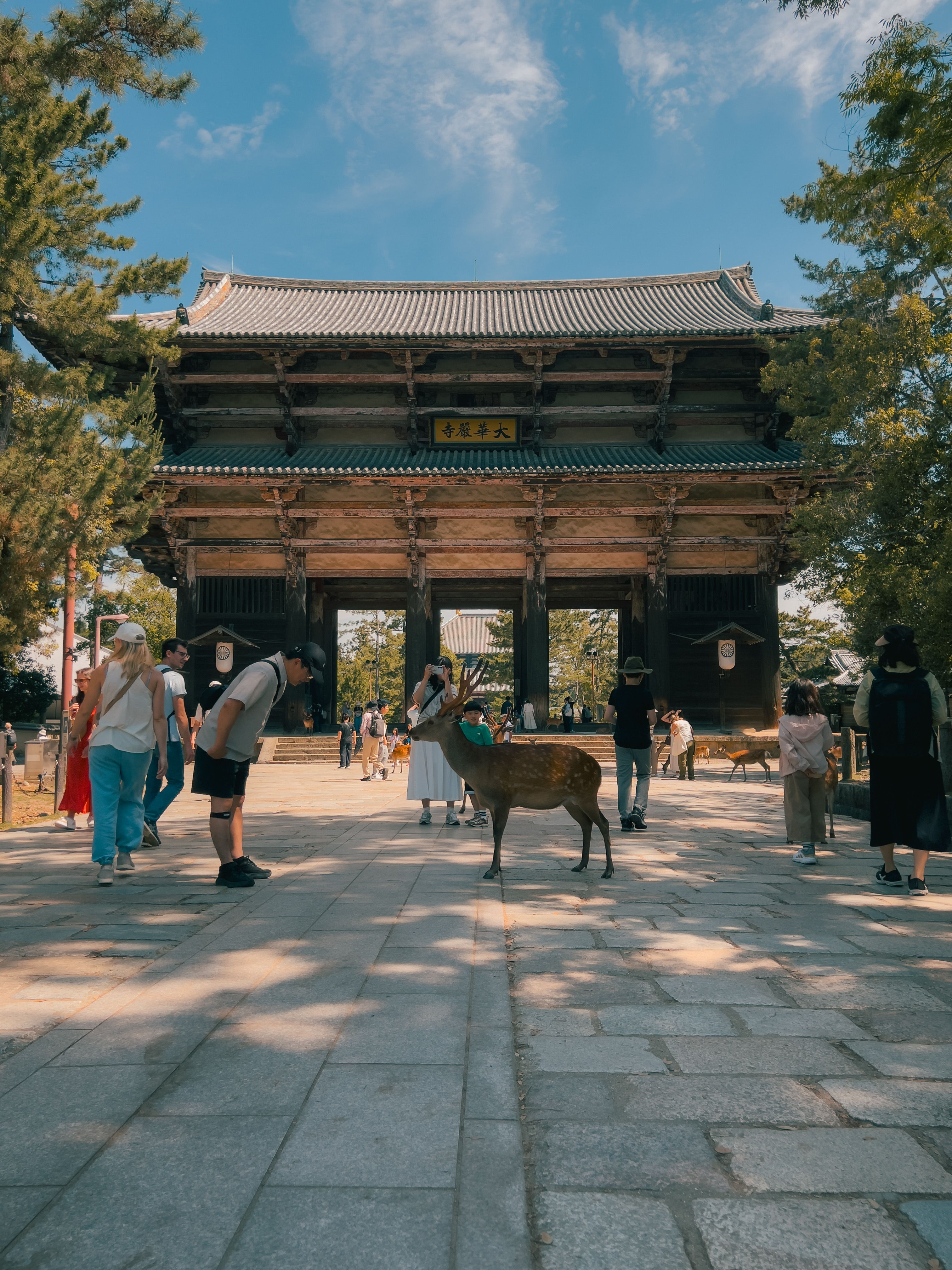 A traveler in elegant attire shares a quiet, respectful bow with a sika deer amid misty morning trees and stone lanterns in Nara Park, capturing a calm luxury travel experience.
