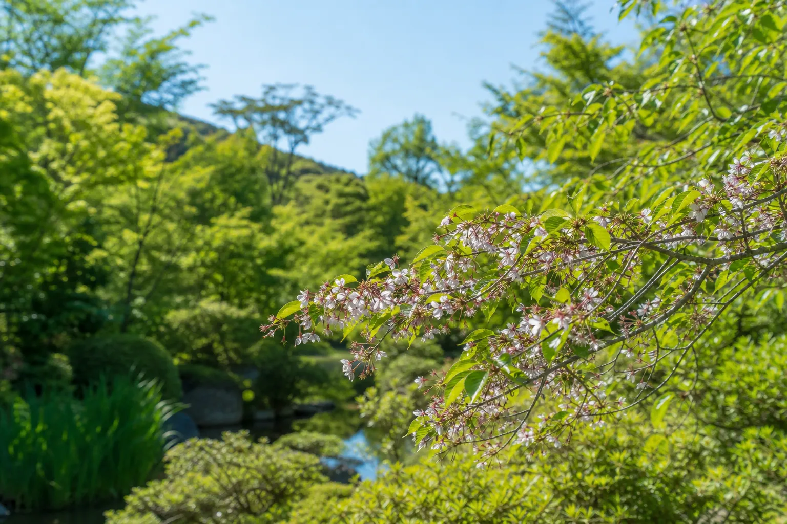 Close-up of small native Fuji cherry blossoms on a branch