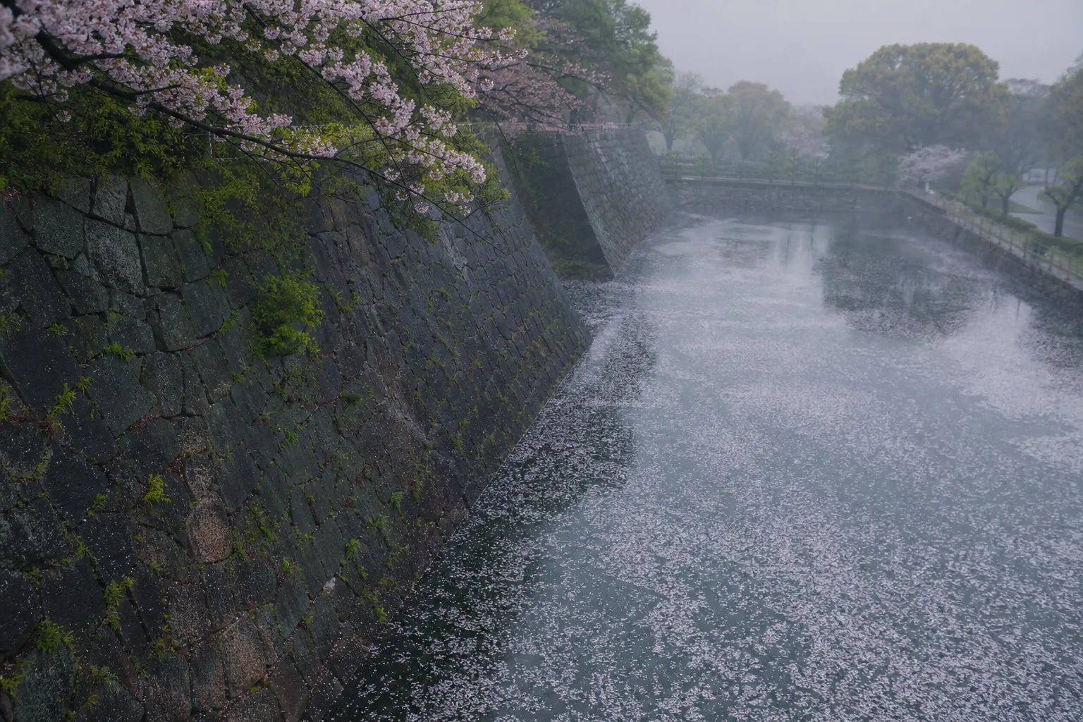 Cherry blossom petals floating on Osaka Castle's moat with reflected stone walls in golden light