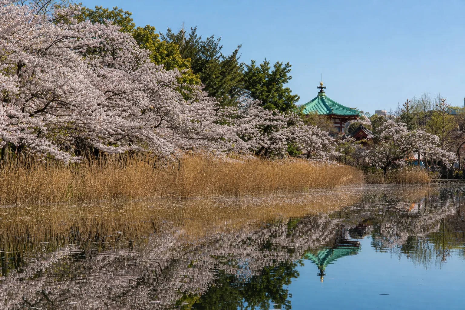 Cherry blossom trees reflected in Shinobazu Pond at Ueno Park in spring